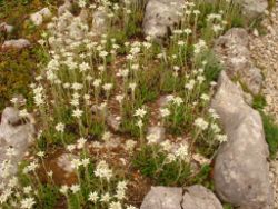 2013-08-18_Regina-F-Rau_Schachen_Blumen  (071).JPG